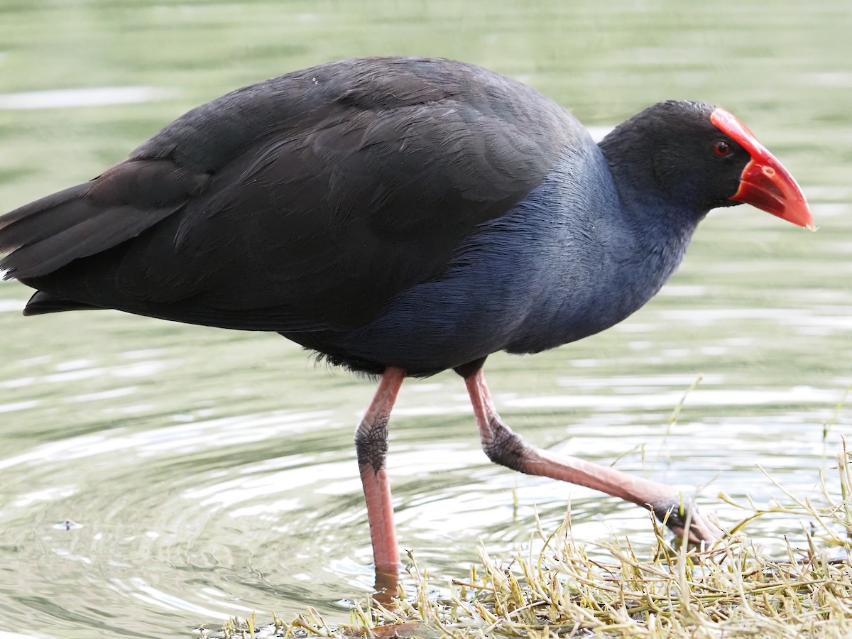 Australasian Swamphen - ML641904583