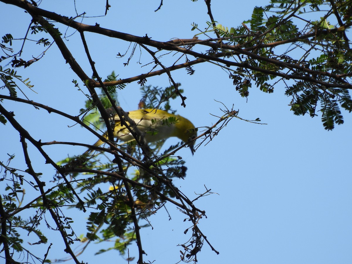 Indian White-eye - ML641904590