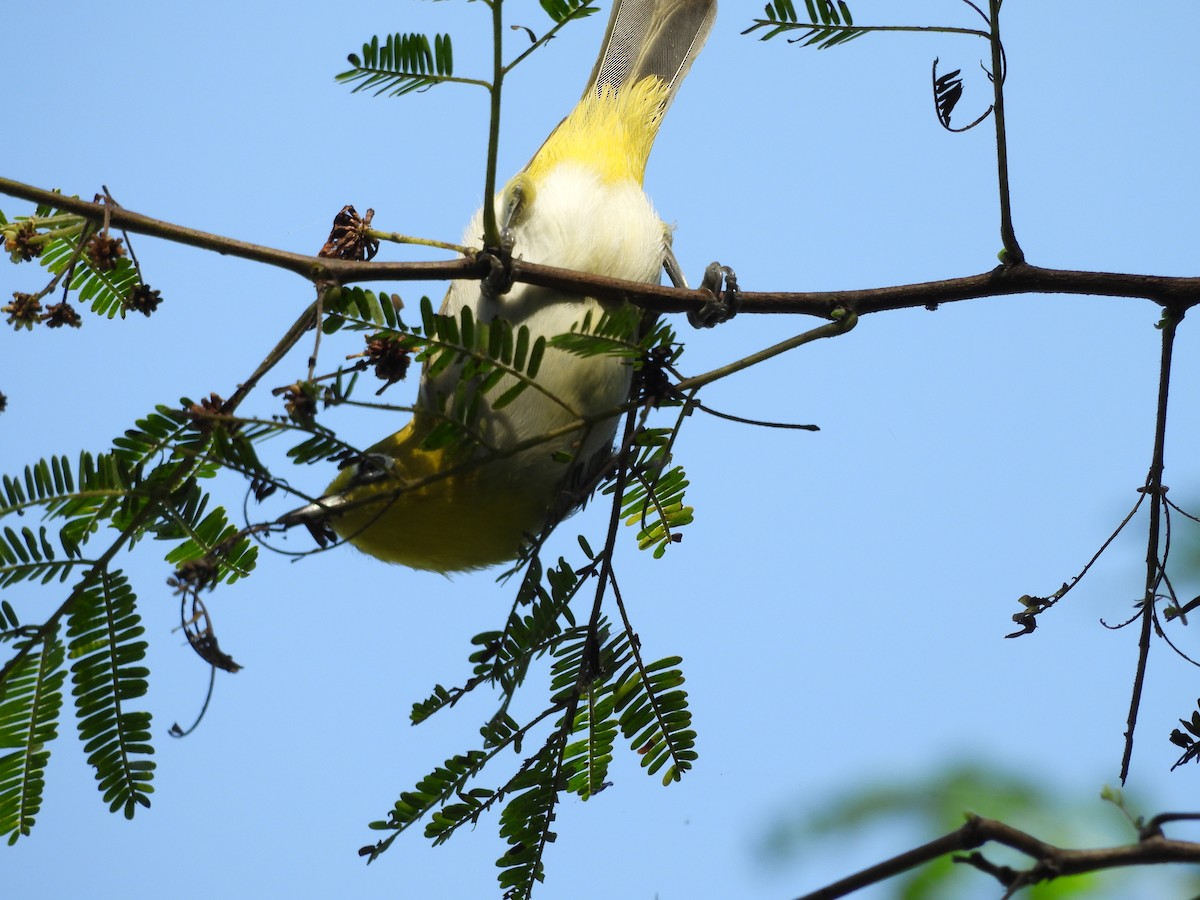 Indian White-eye - ML641904591