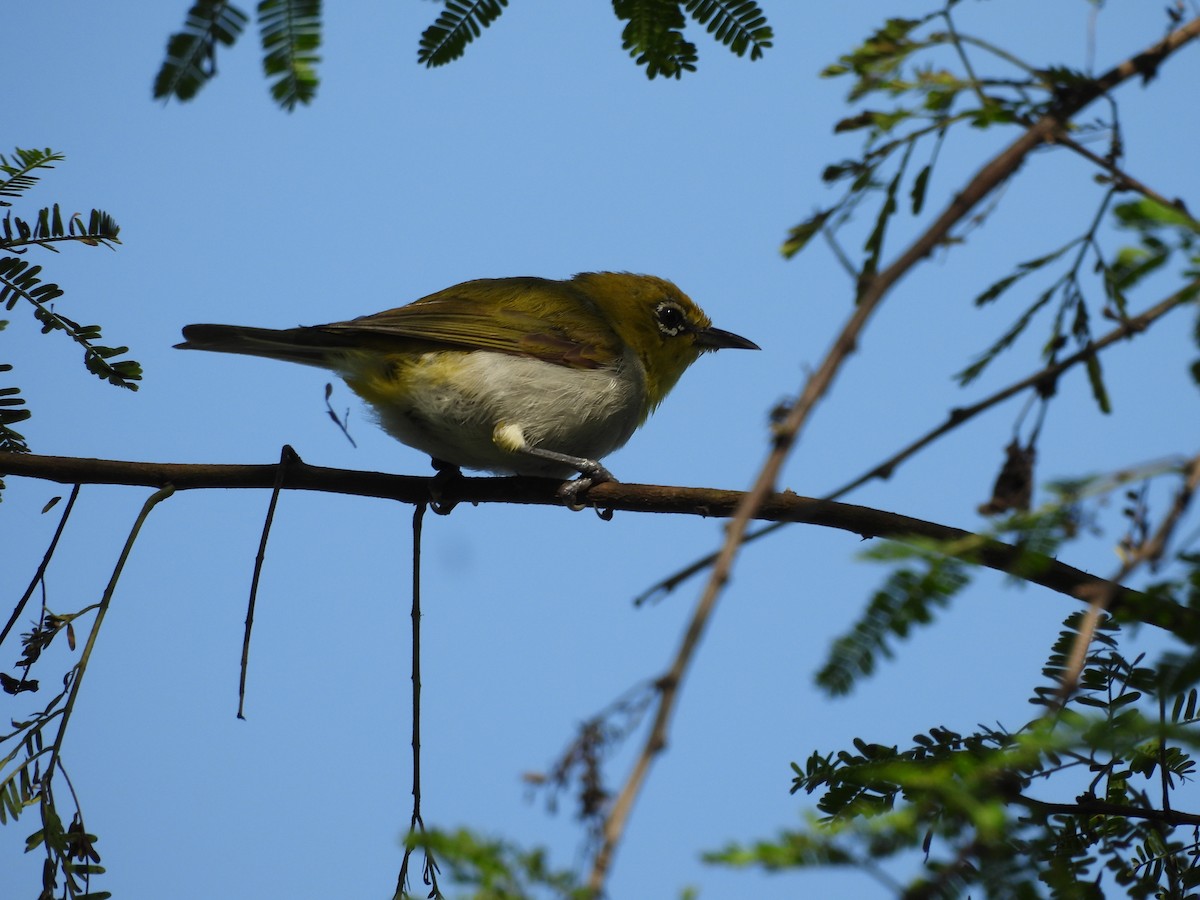 Indian White-eye - ML641904592