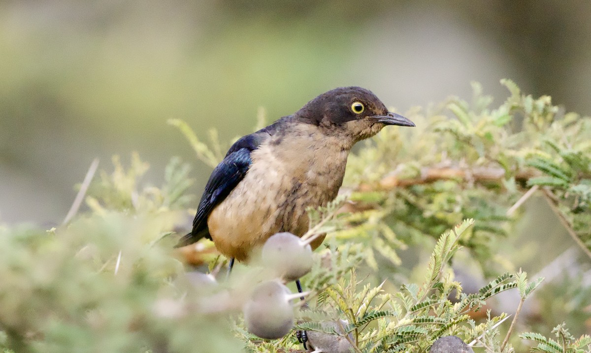 Hildebrandt's Starling - ML641904599