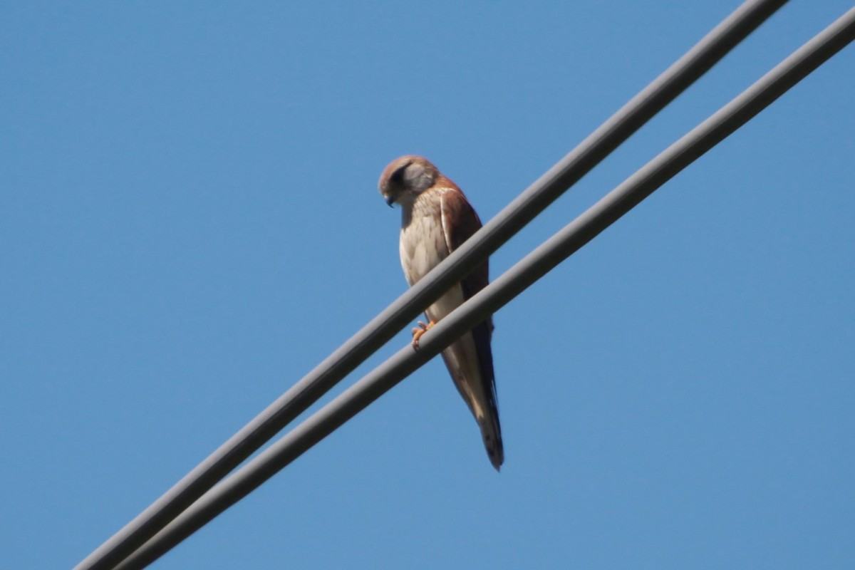 Nankeen Kestrel - ML641904608