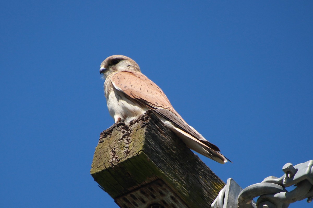 Nankeen Kestrel - ML641904609