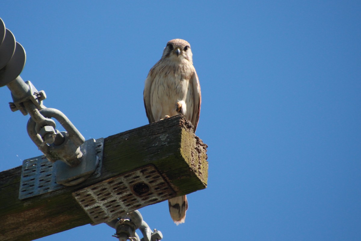 Nankeen Kestrel - ML641904610