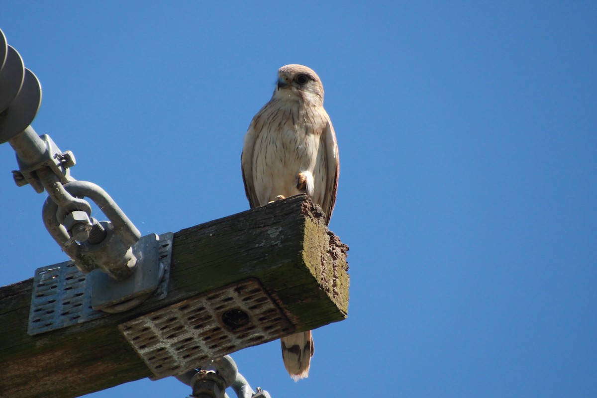Nankeen Kestrel - ML641904611