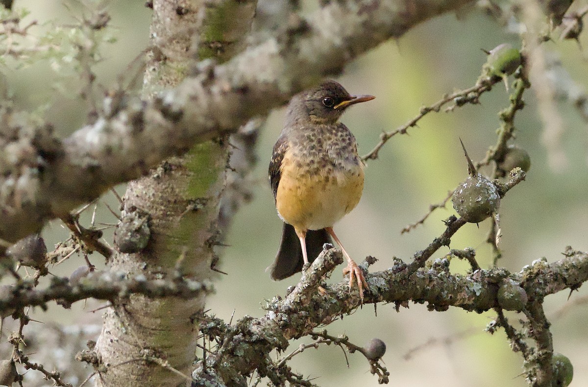 Abyssinian Thrush - ML641904628