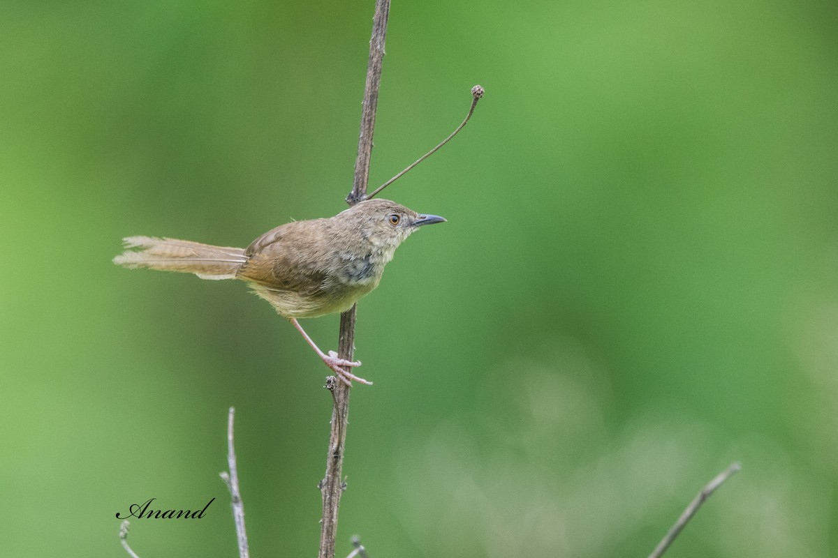 Himalayan Prinia - ML641904641