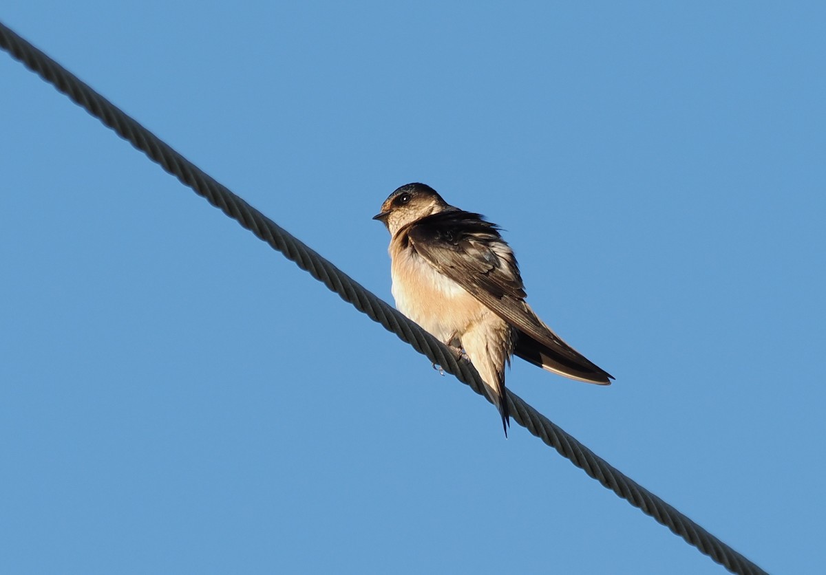 Tree Martin - ML641904649