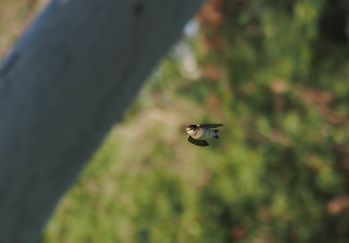 Tree Martin - ML641904650