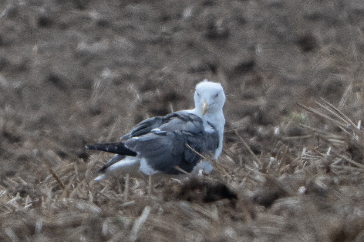 Lesser Black-backed Gull - ML641904658
