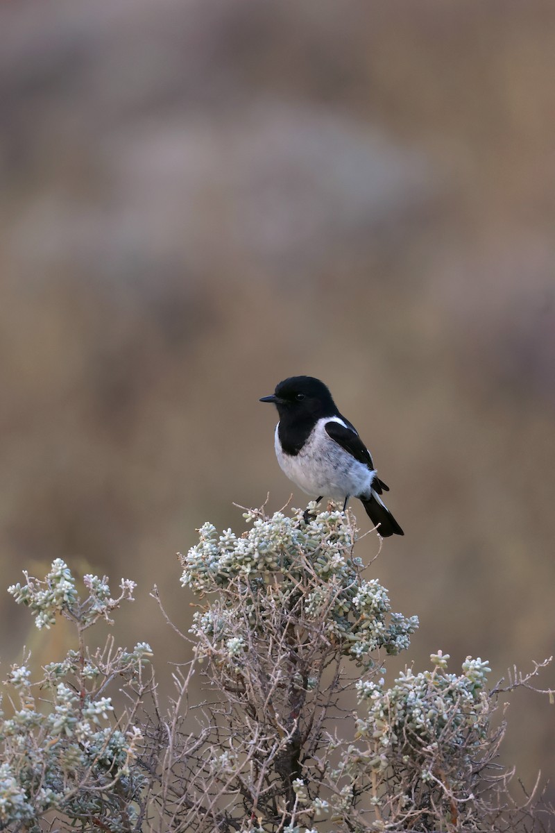 Hooded Robin - ML641904662