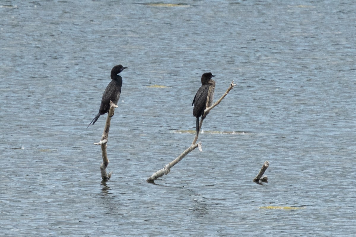 Cormoran pygmée - ML641904666