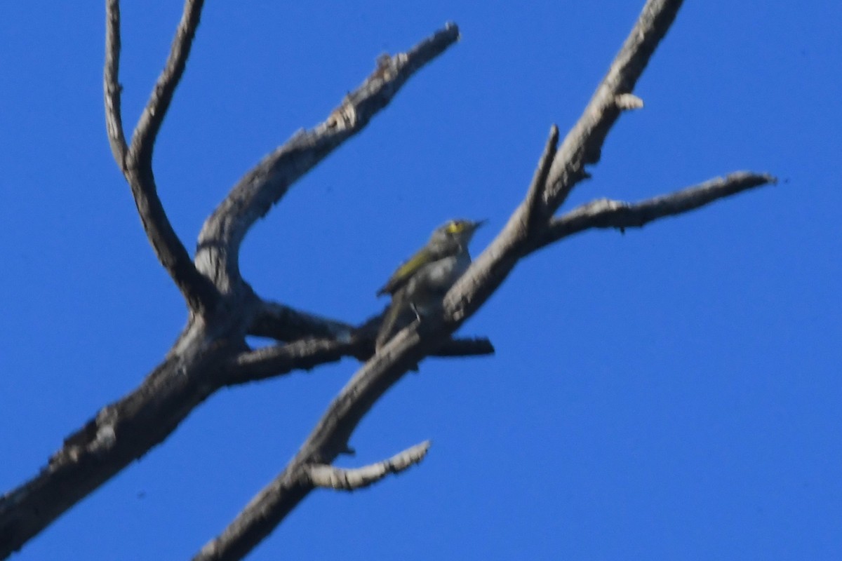 Yellow-faced Honeyeater - ML641904678