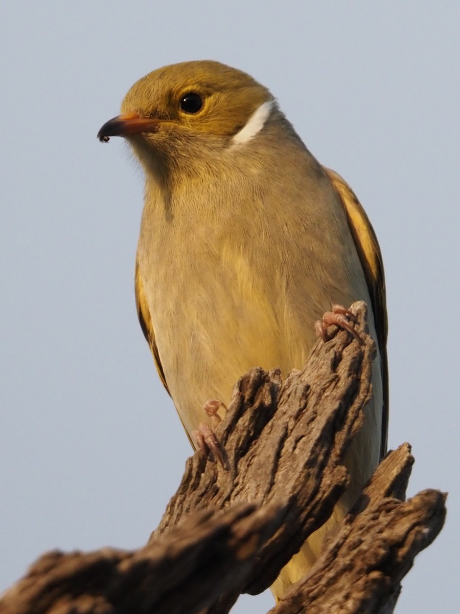 White-plumed Honeyeater - ML641904696