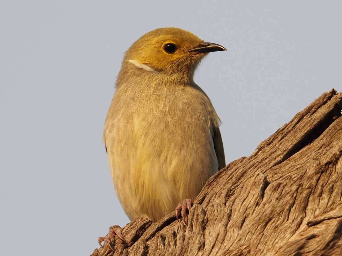 White-plumed Honeyeater - ML641904697