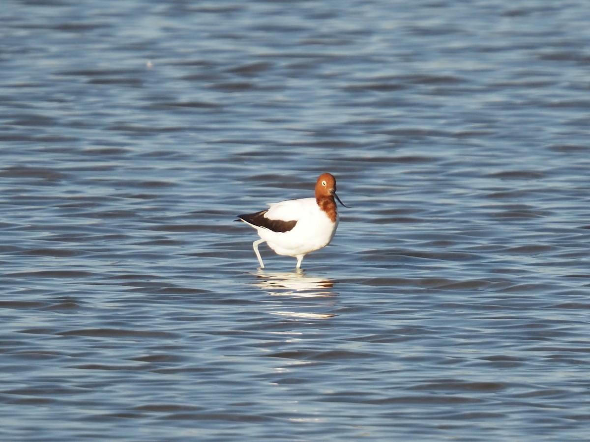 Red-necked Avocet - ML641904700