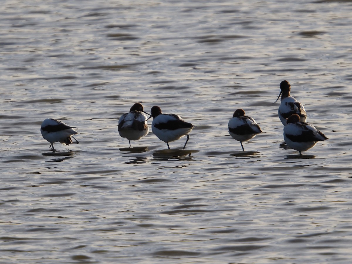 Red-necked Avocet - ML641904701
