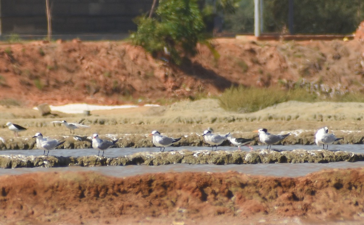 Sandwich Tern - ML641904703