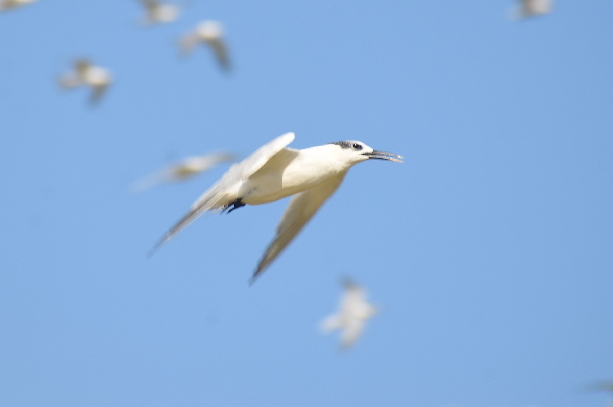 Sandwich Tern - ML641904704