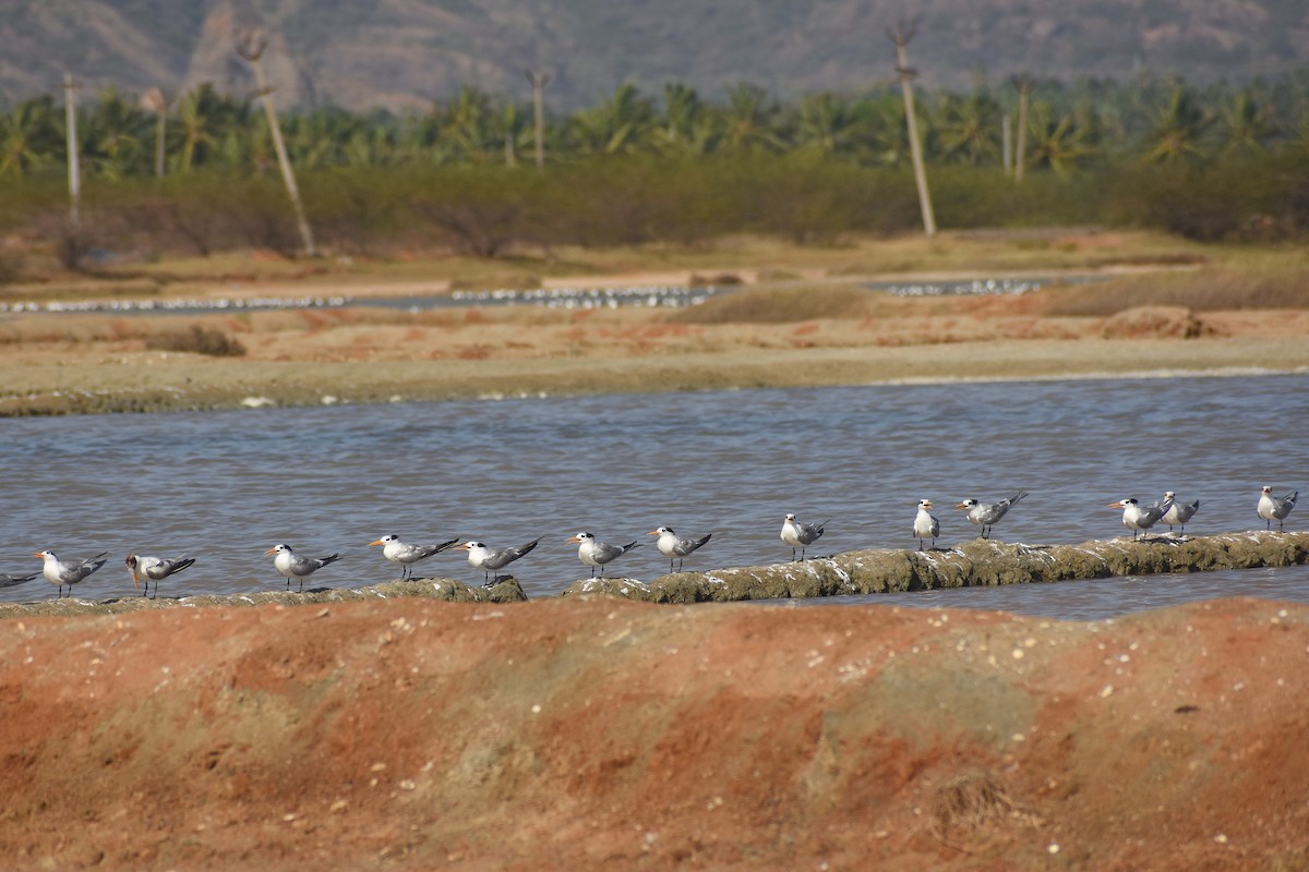 Lesser Crested Tern - ML641904737