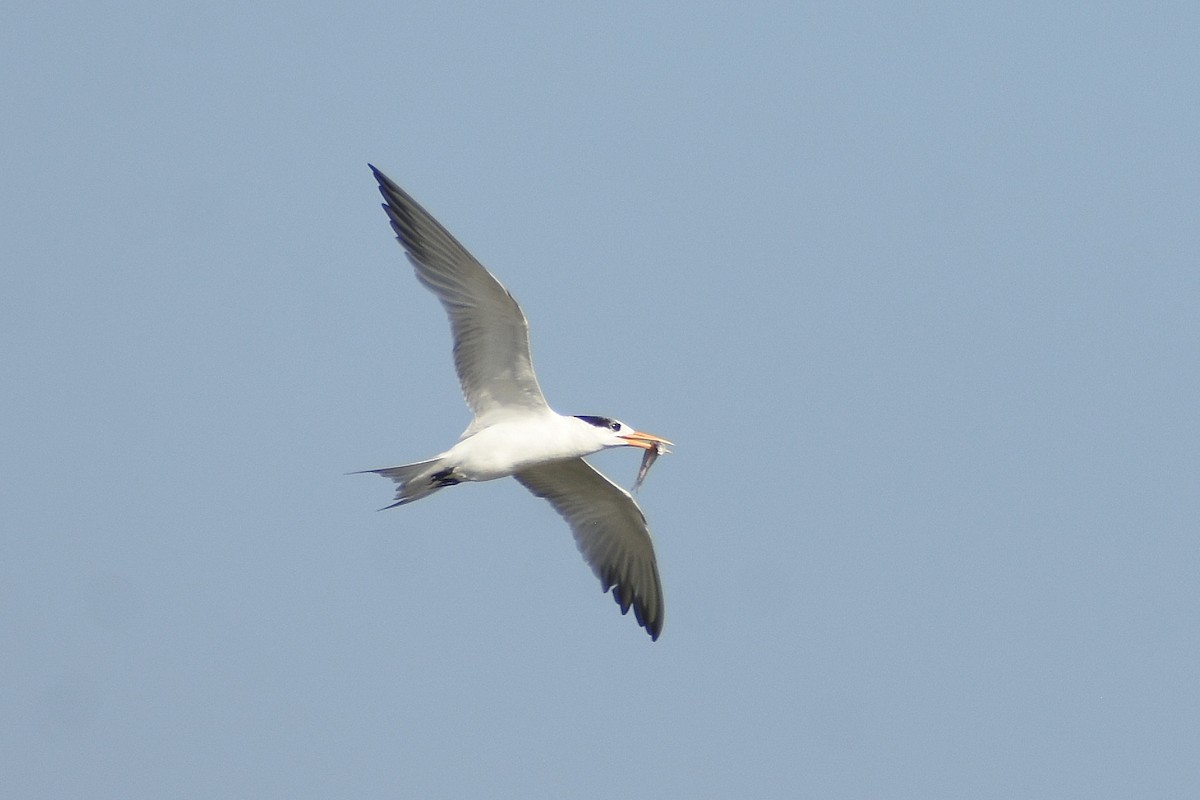 Lesser Crested Tern - ML641904738