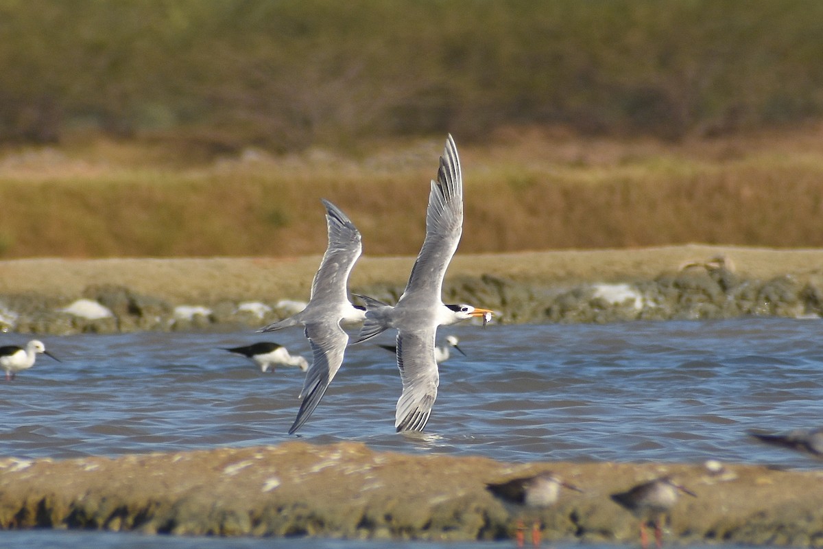 Lesser Crested Tern - ML641904739
