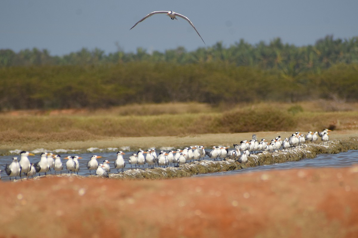Lesser Crested Tern - ML641904740