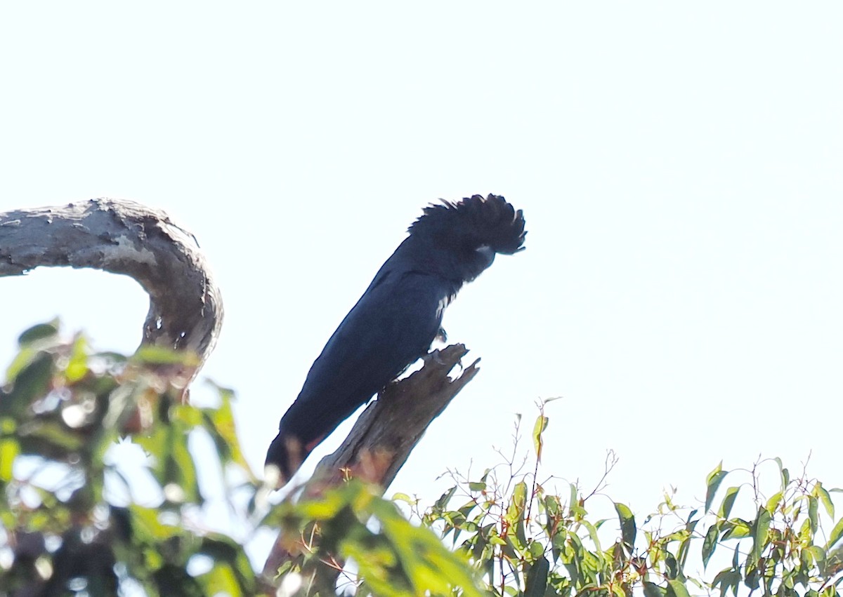 Red-tailed Black-Cockatoo - ML641904742