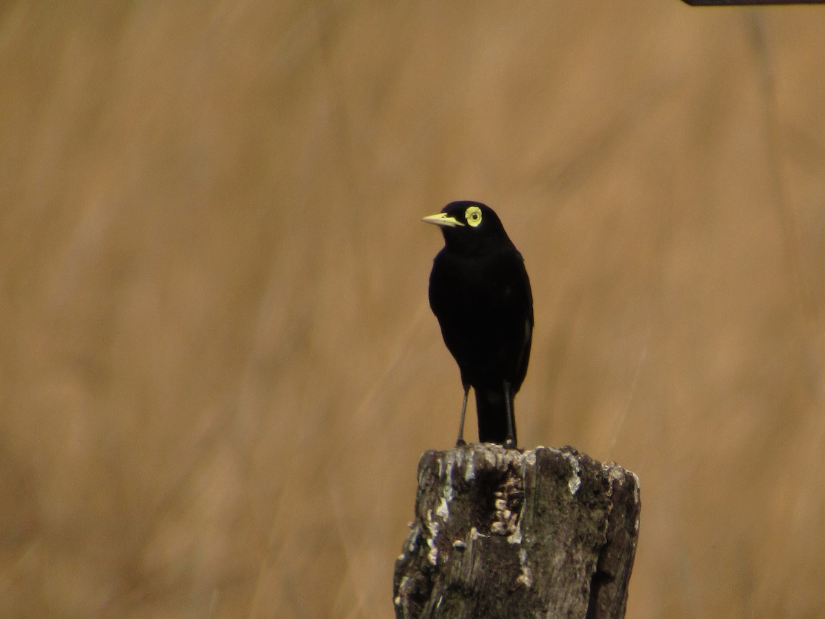 Spectacled Tyrant - ML641904760