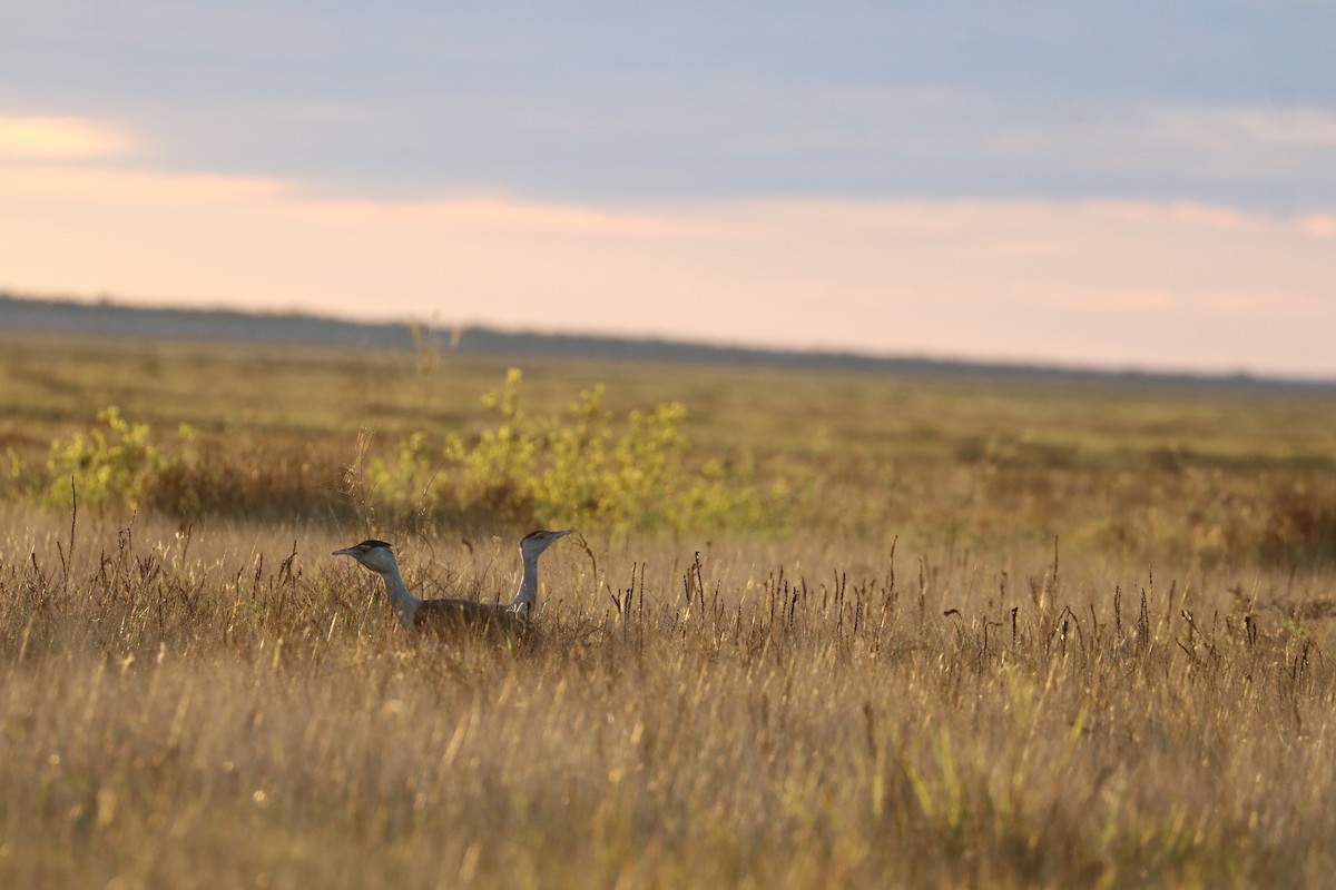 Australian Bustard - ML641904780
