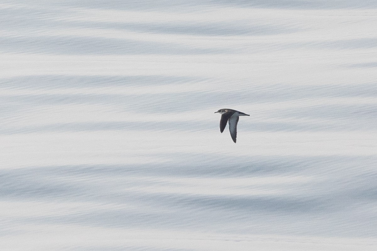 Manx Shearwater - ML641904792
