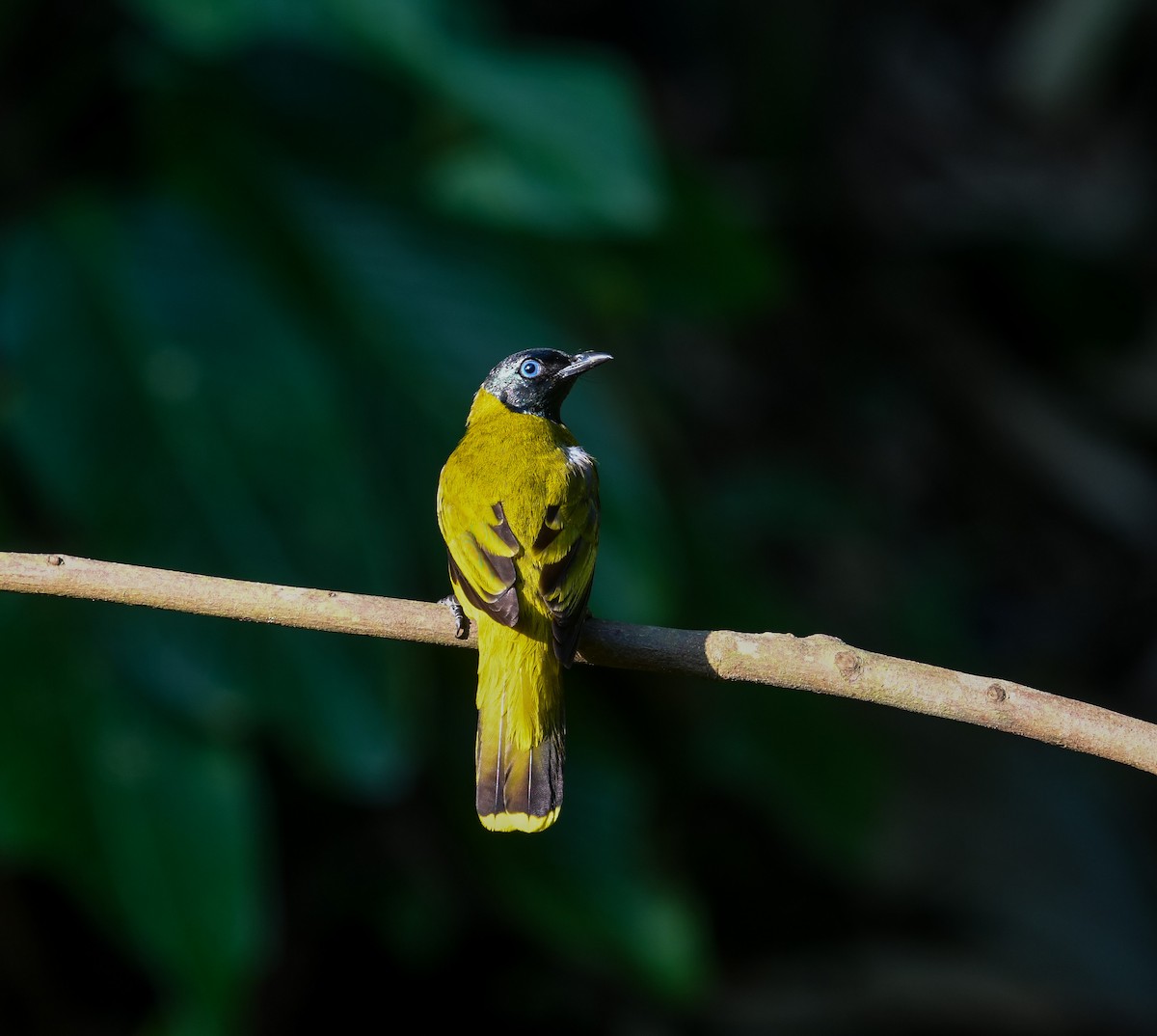 Black-headed Bulbul - ML641904797