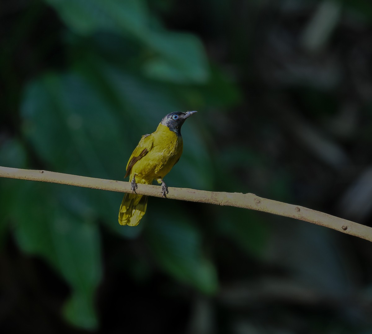Black-headed Bulbul - ML641904798