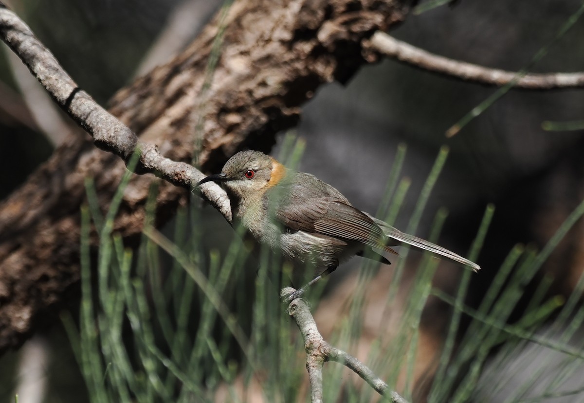 Western Spinebill - ML641904820