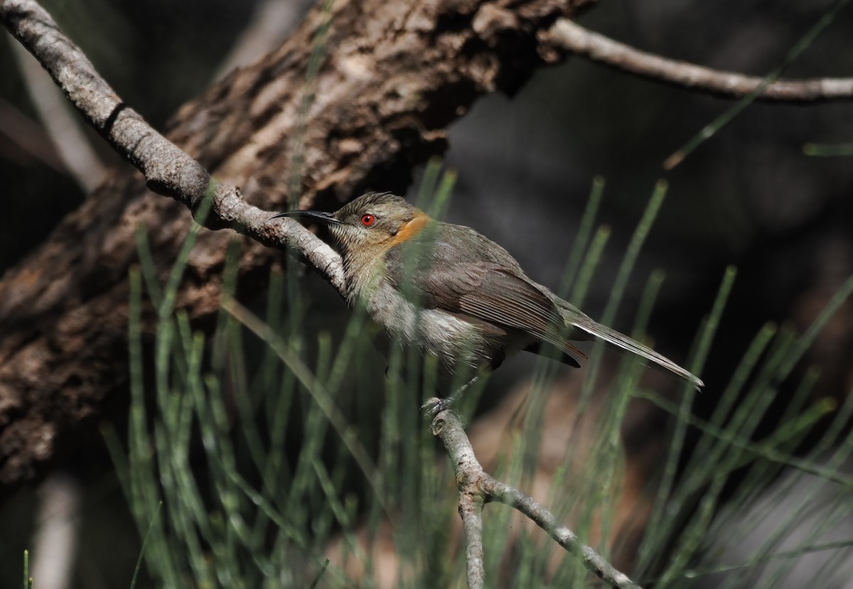 Western Spinebill - ML641904821