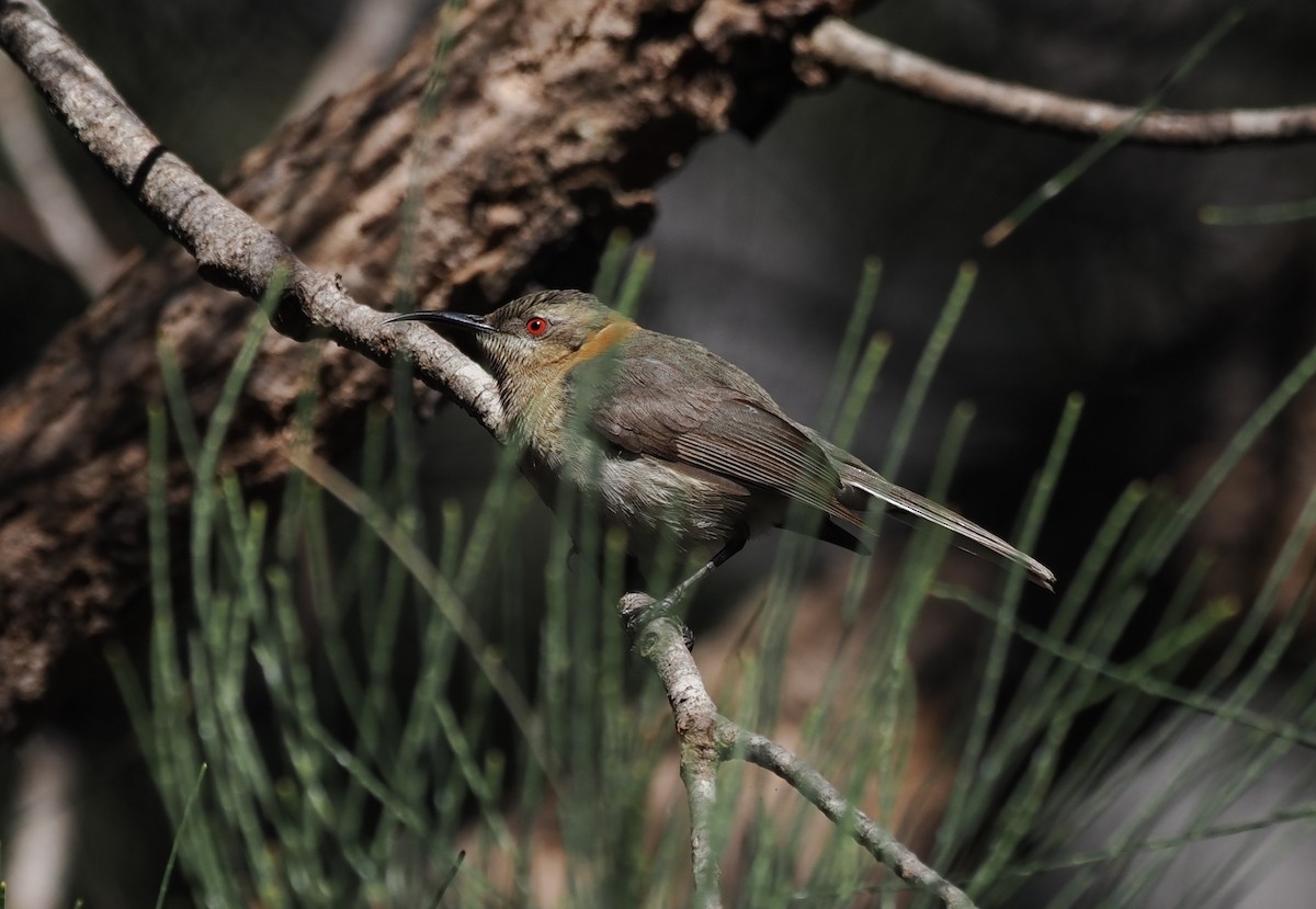 Western Spinebill - ML641904822