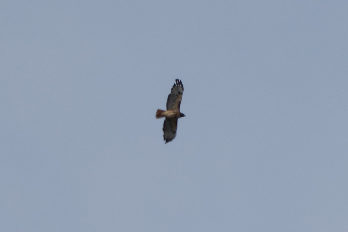 Northern Harrier - ML641904853