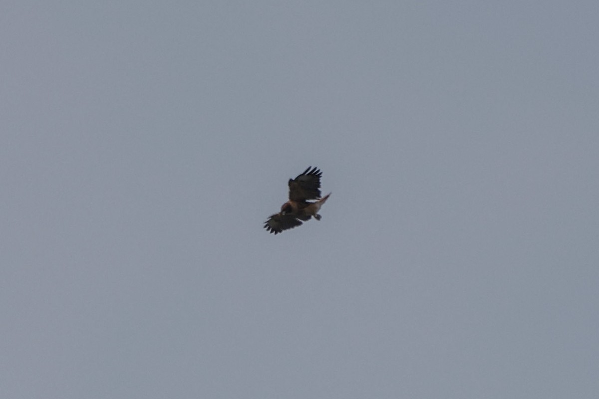 Northern Harrier - ML641904854