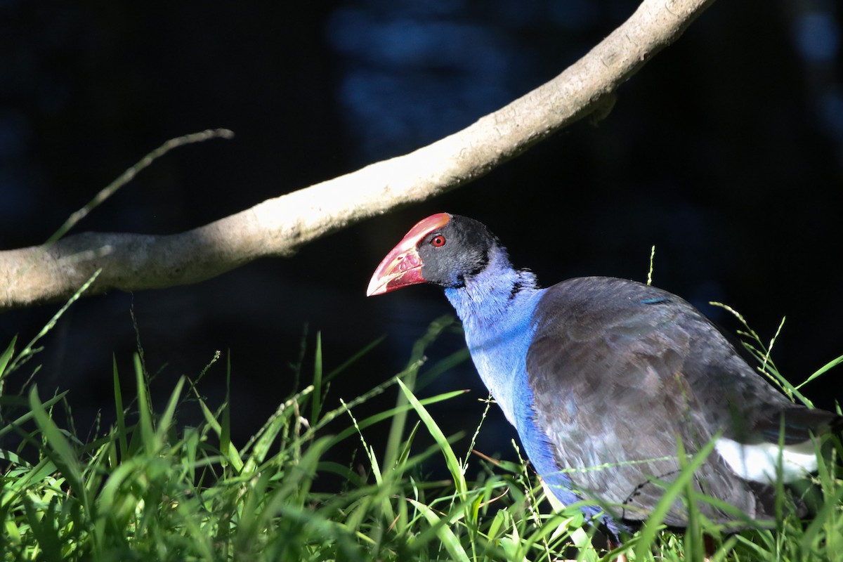 Australasian Swamphen - ML641904857