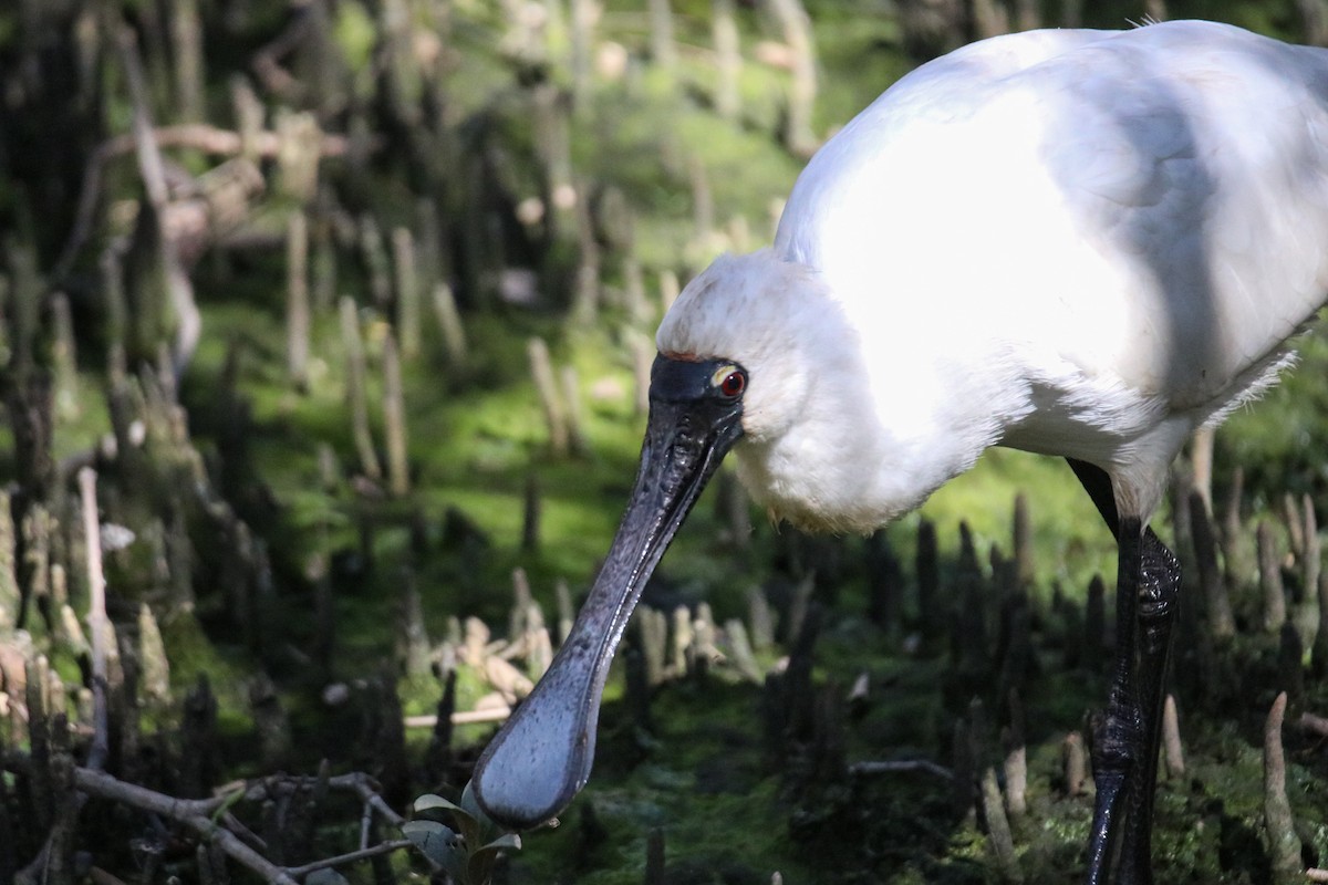 Royal Spoonbill - ML641904860