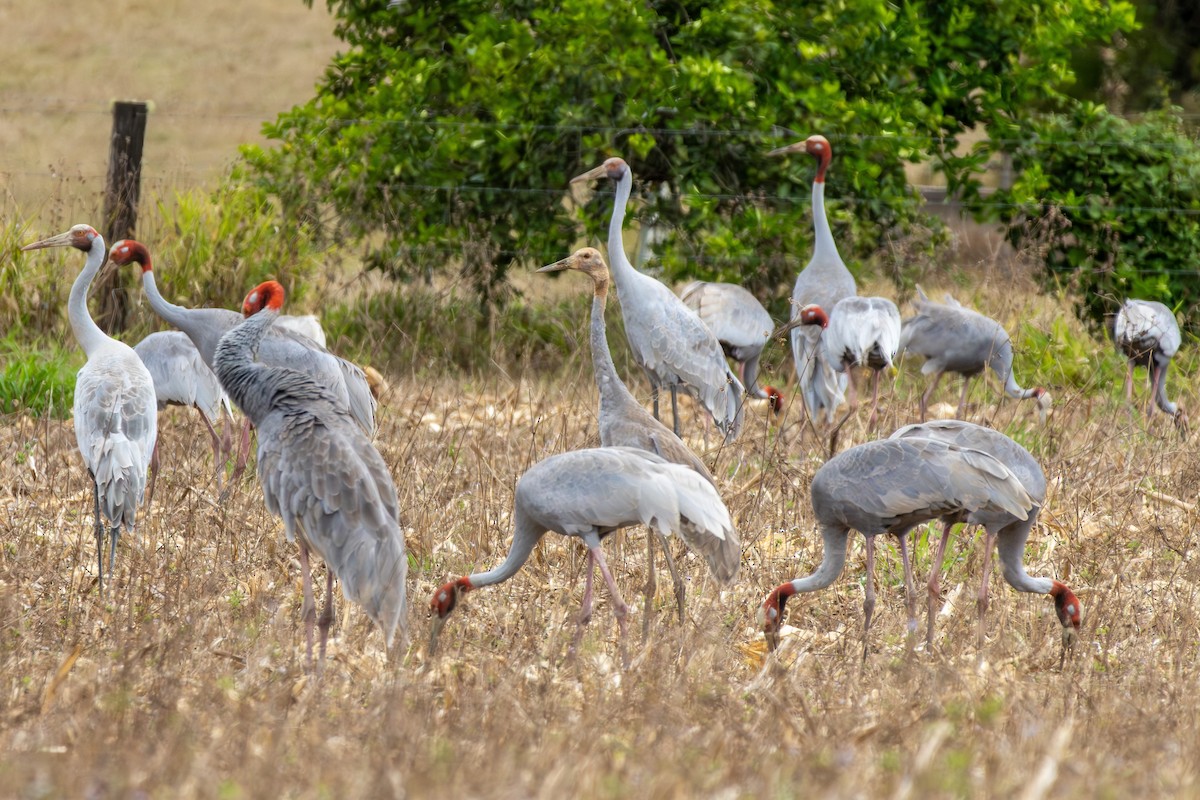 Sarus Crane - ML641904870