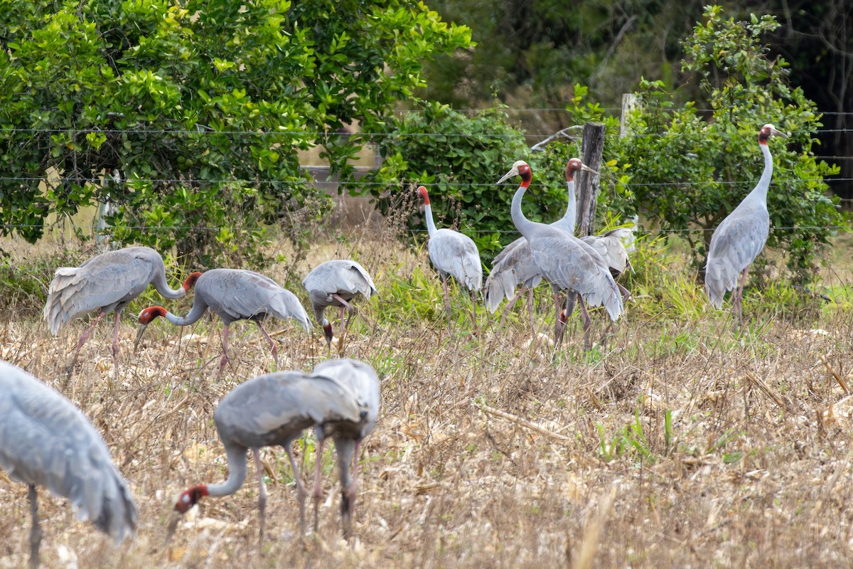 Sarus Crane - ML641904871