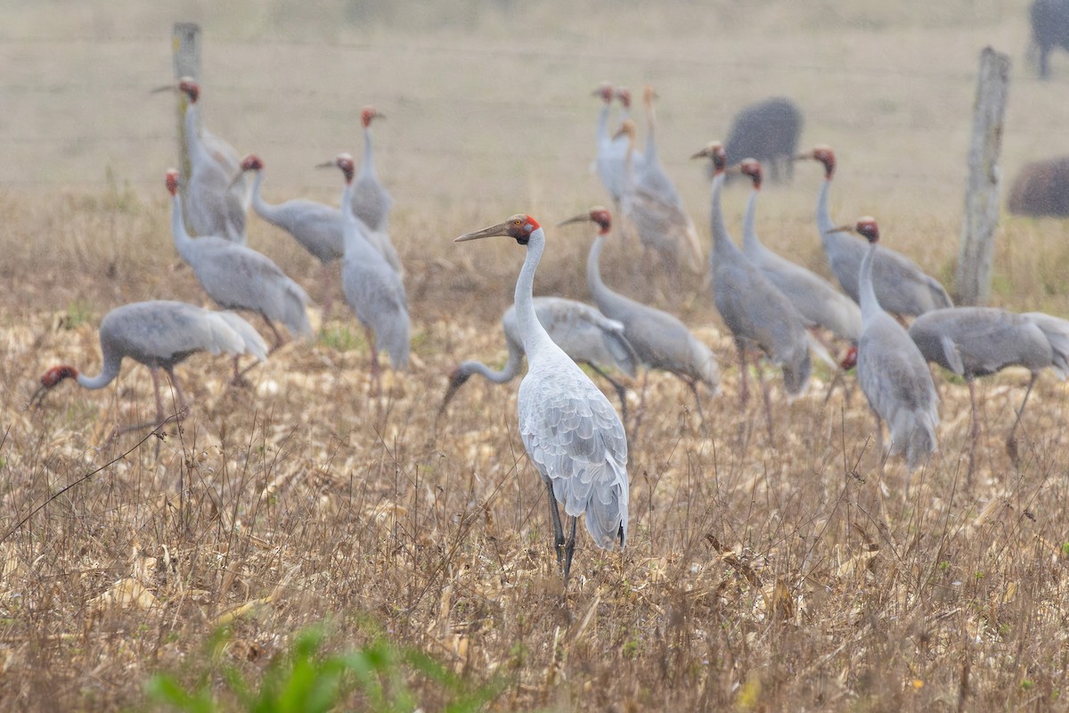 Brolga - ML641904881