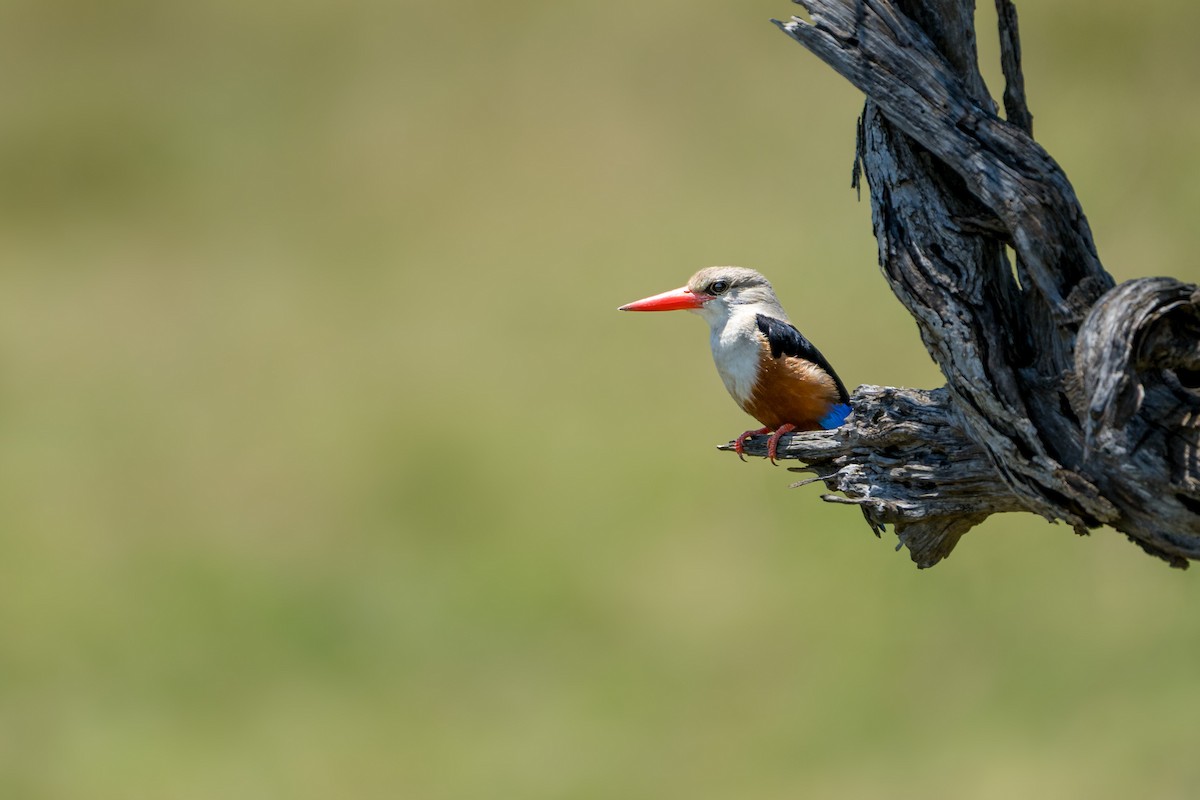Martin-chasseur à tête grise - ML641904885