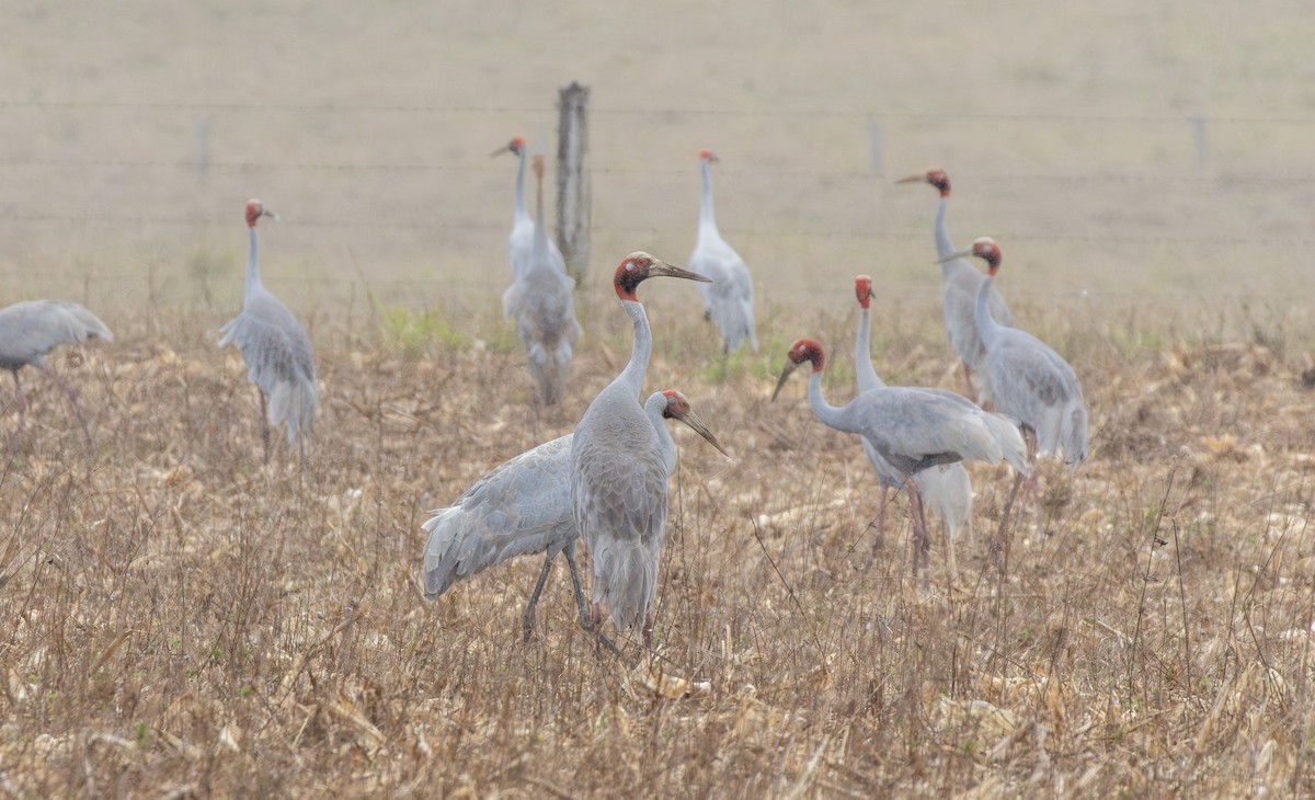 Sarus Crane - ML641904888
