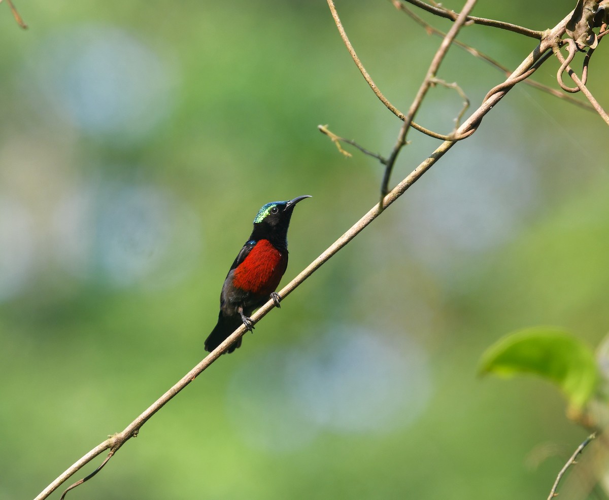 Van Hasselt's Sunbird - ML641904889