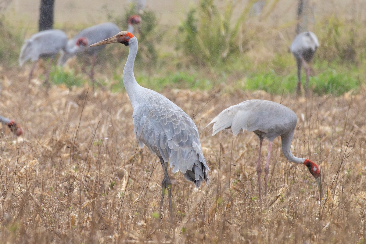 Brolga - ML641904892