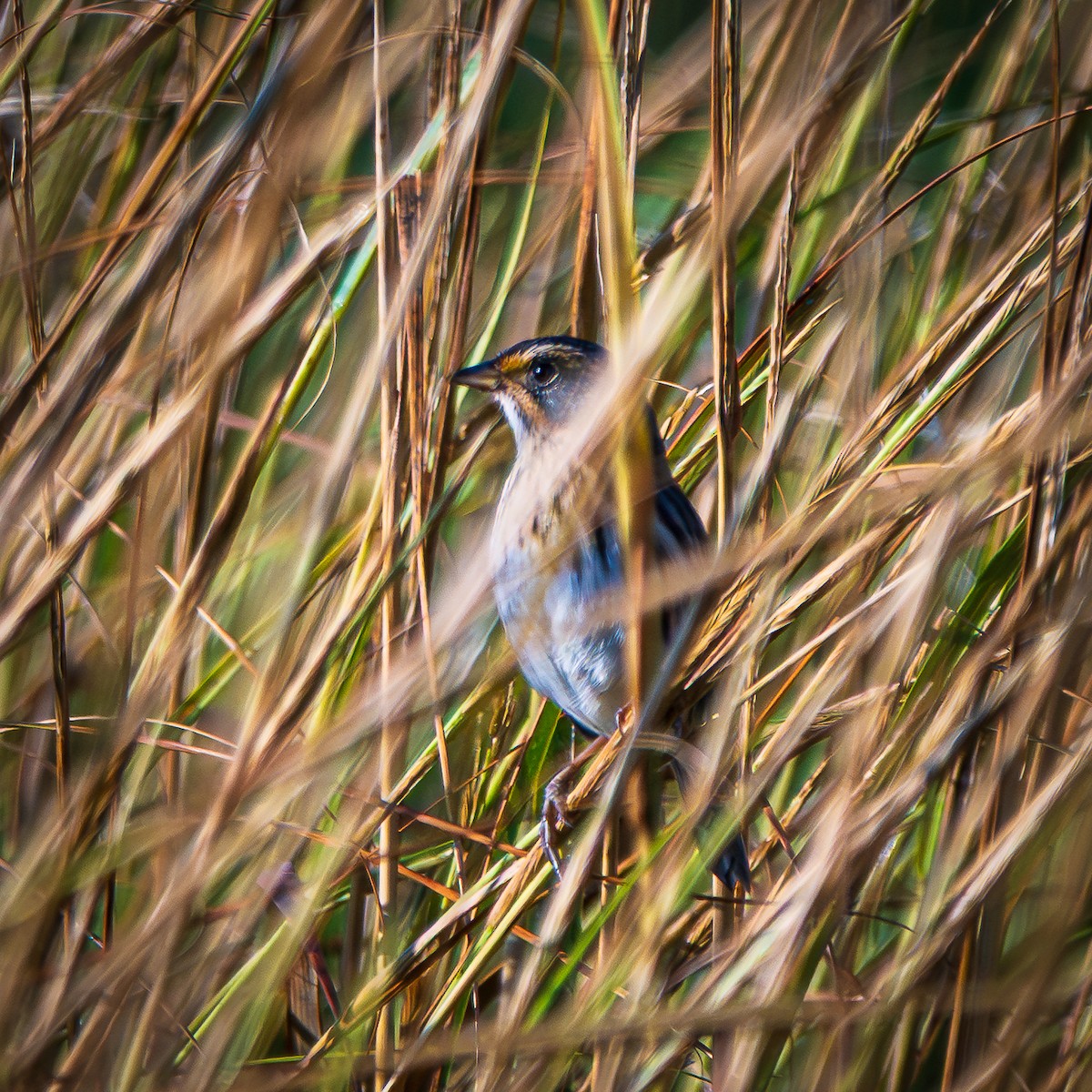 Saltmarsh Sparrow - ML641904909