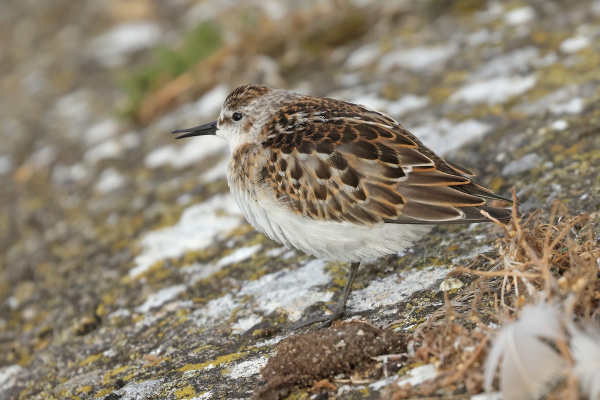 Little Stint - ML641904913