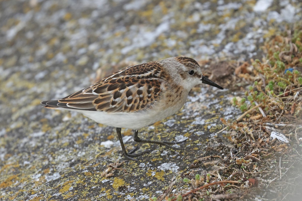 Little Stint - ML641904914